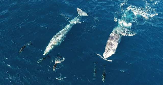 Gray Whales and Dolphins