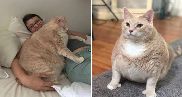 Giant 33-Pound Shelter Cat