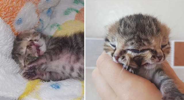 Kitten Born with Two Faces