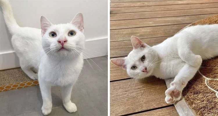 Kitten Follows A Family Home