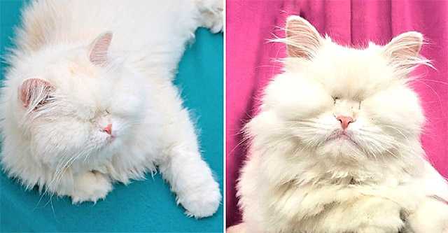 Persian Cat Becomes Blind