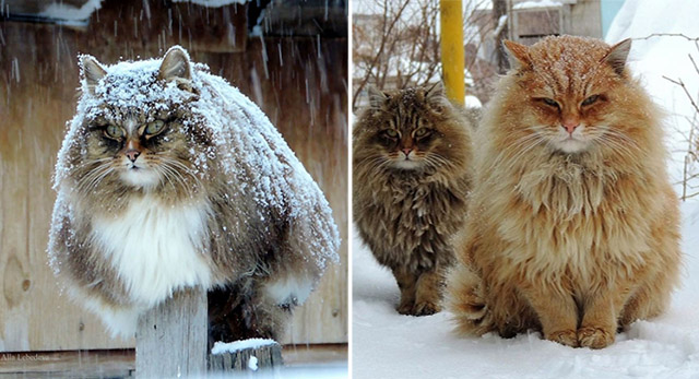 siberian-farm-cats